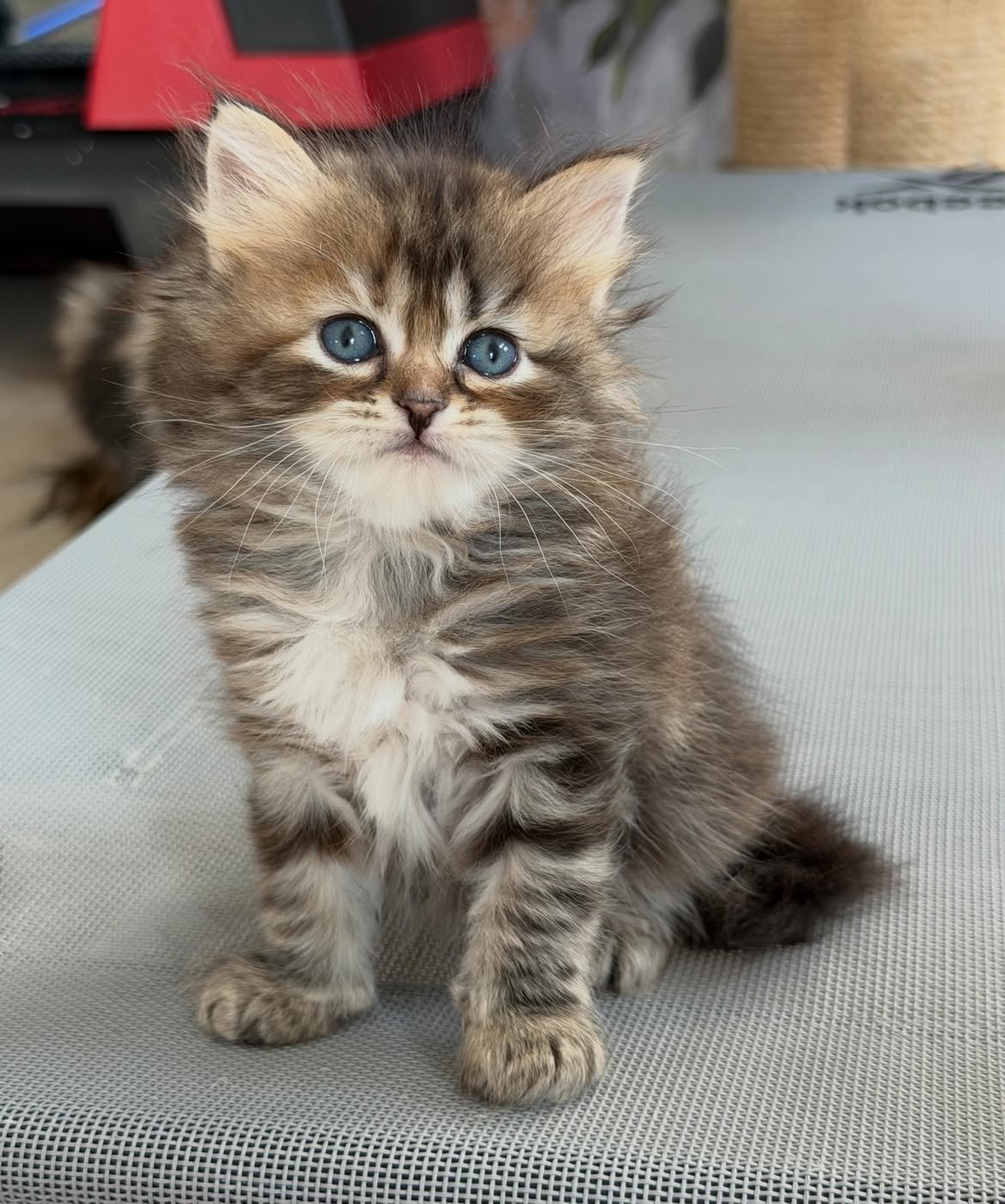 Angel, a female Siberian kitten