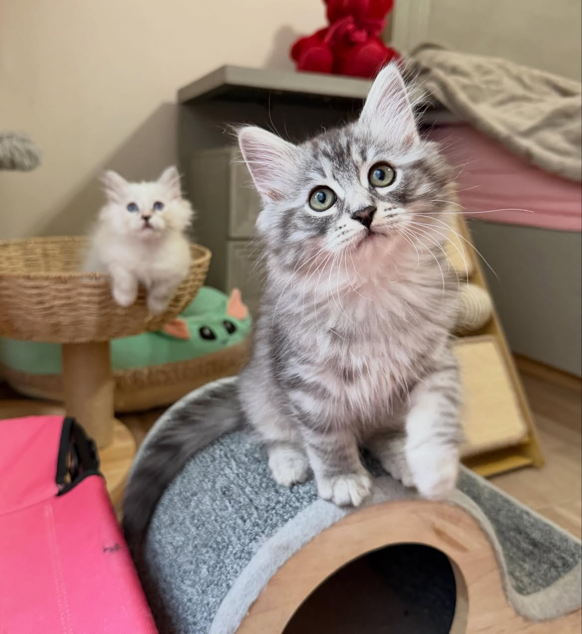 Eliot, a male Siberian kitten