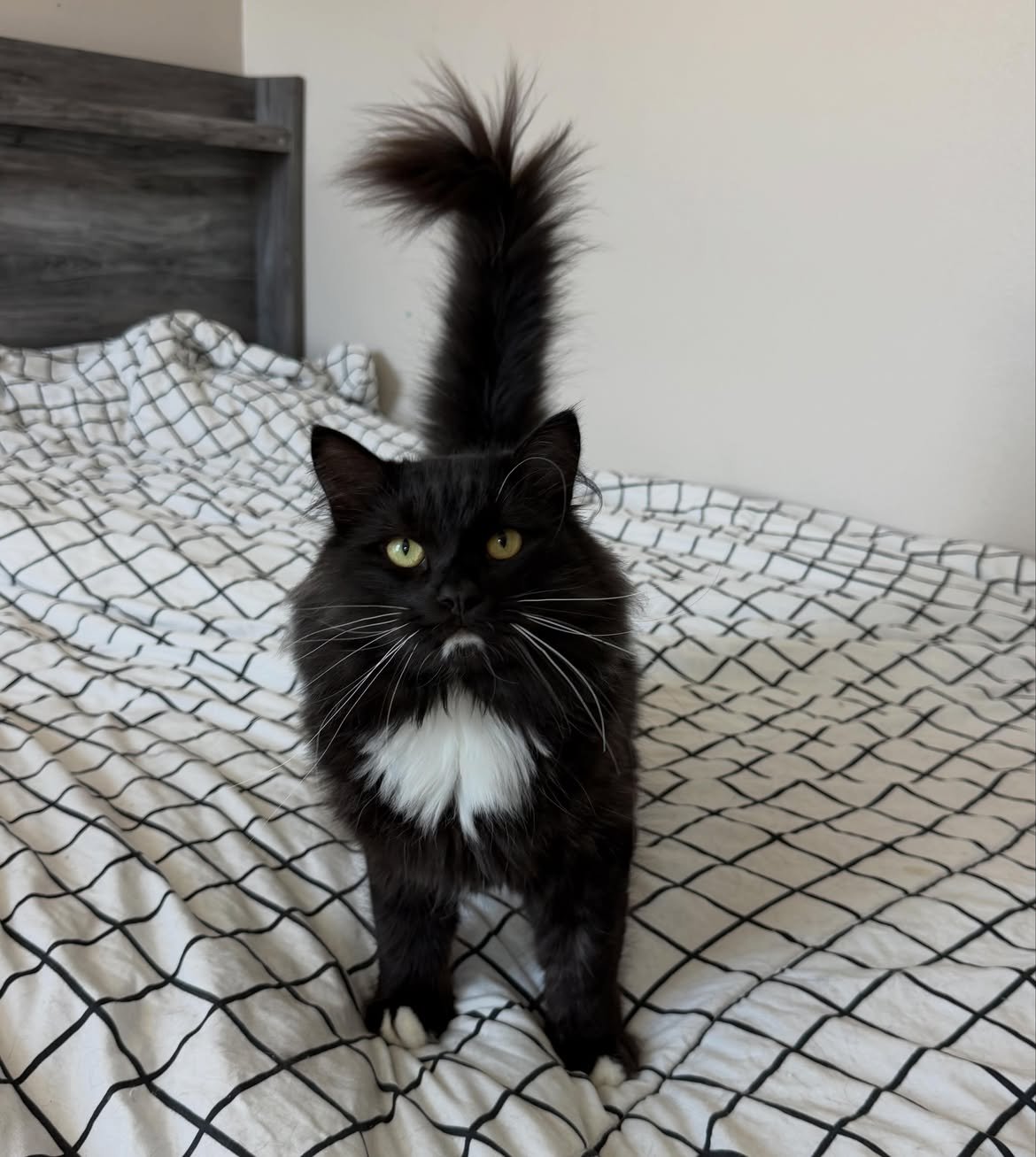 Freddy, a male tuxedo Siberian kitten