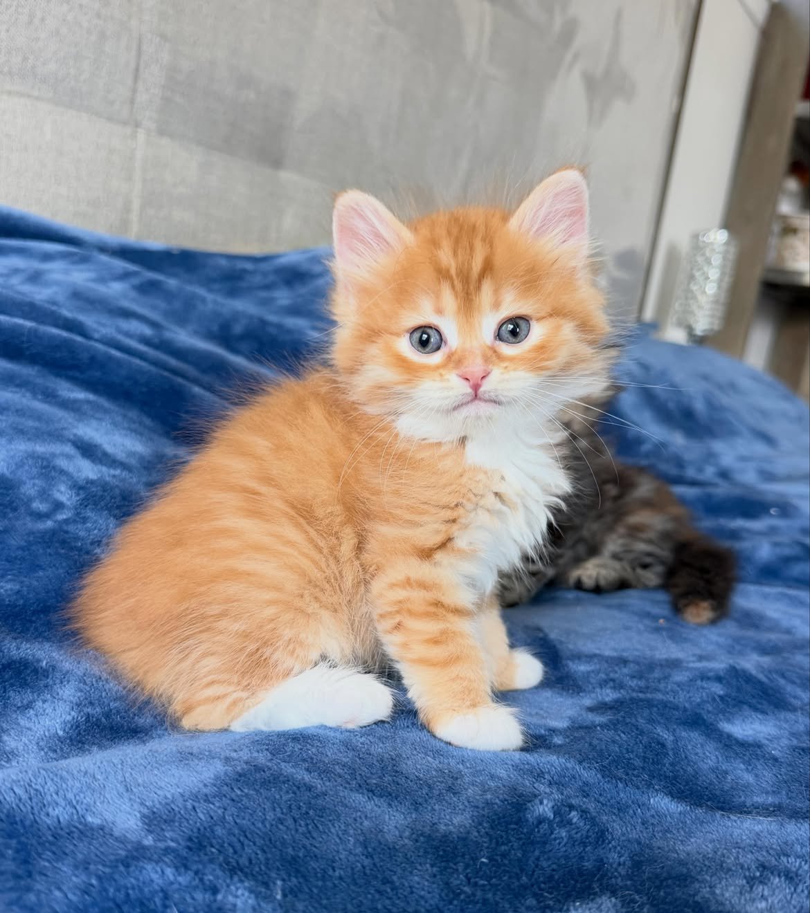 Max, a male Siberian kitten