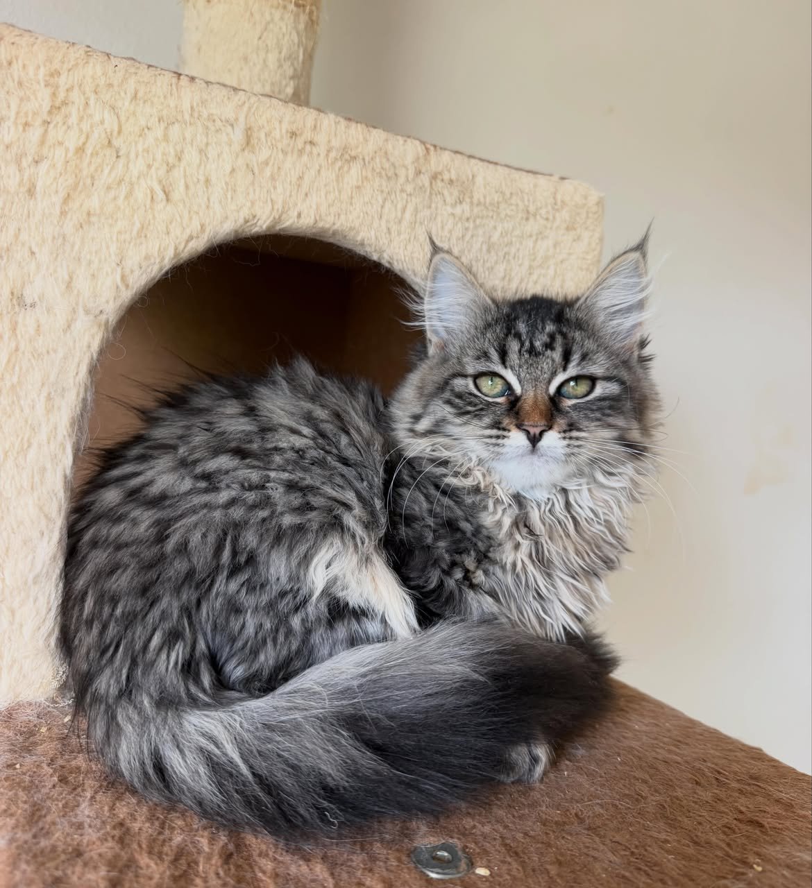 Melody, a female Siberian kitten