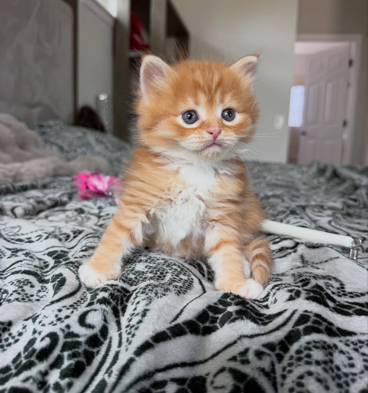 Mickey, a female Siberian kitten