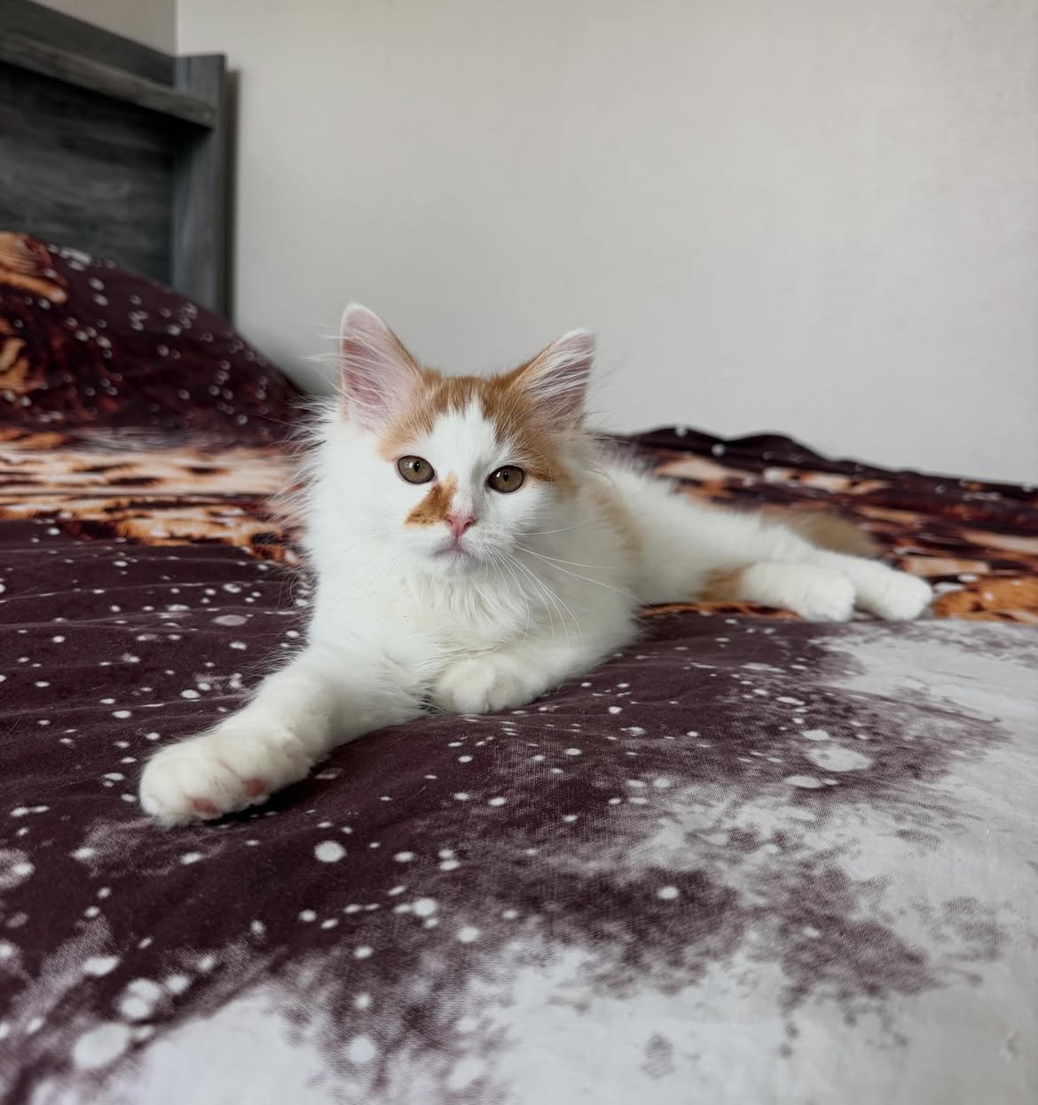 Morris, a male Siberian kitten