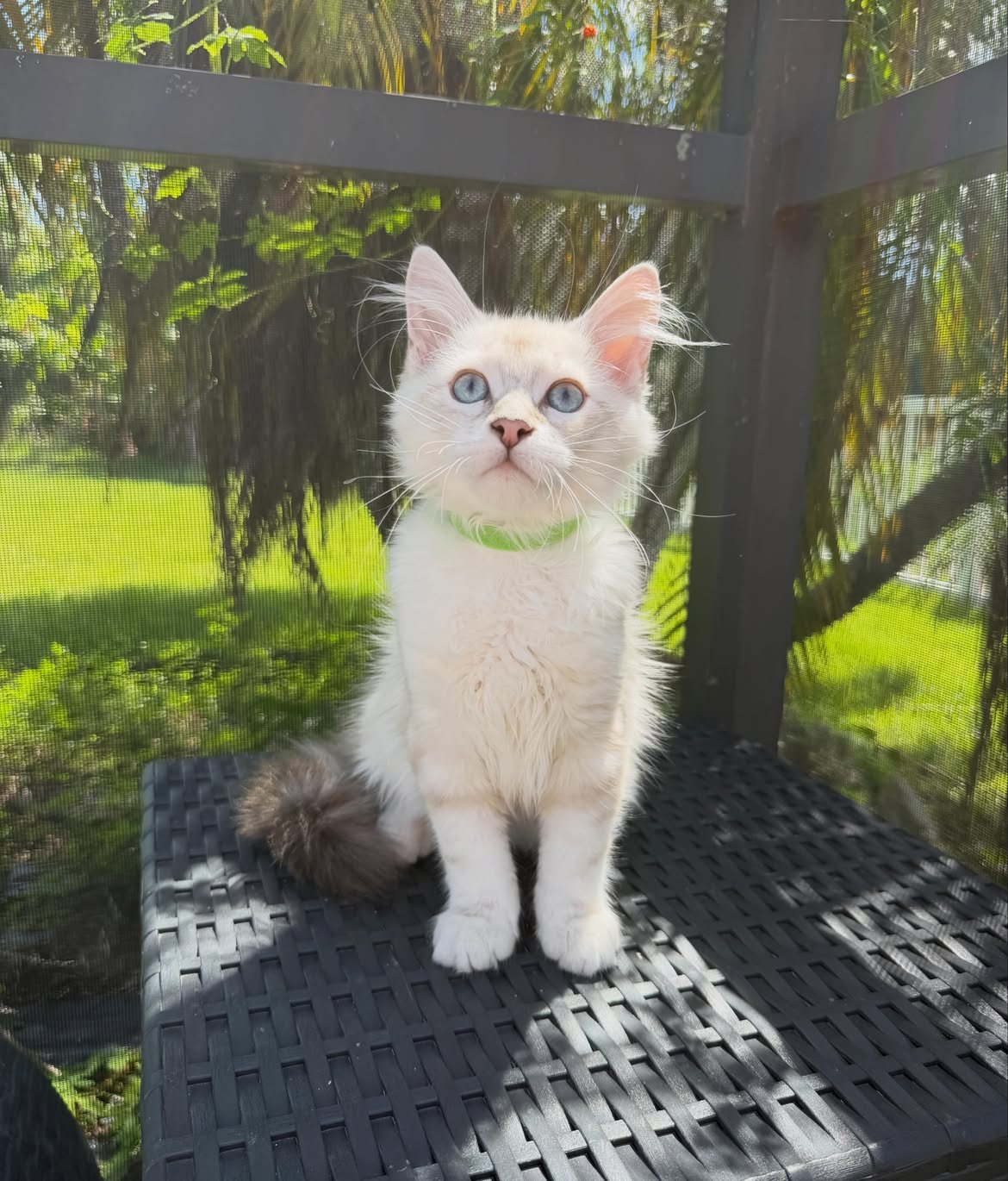 Neron, a male Siberian kitten