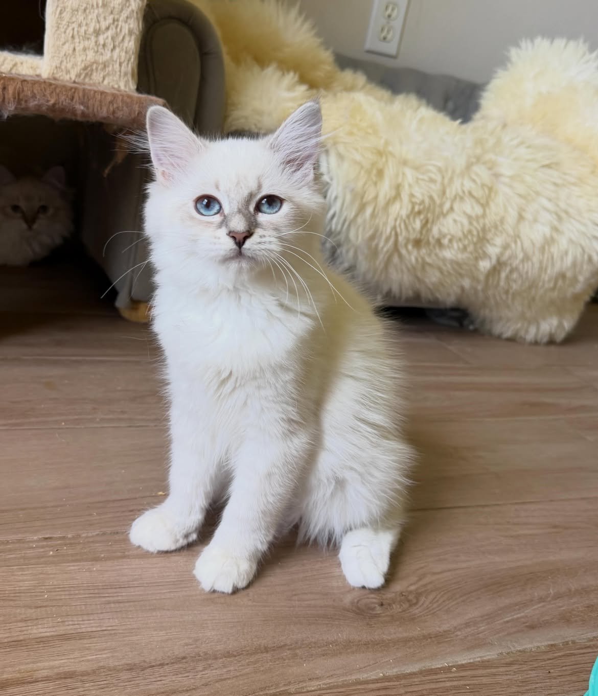 Pompon, a female Siberian kitten